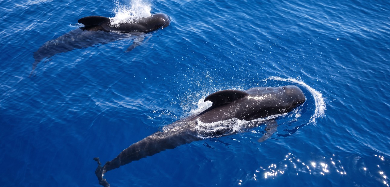 Sea Safari Delfines y Ballenas